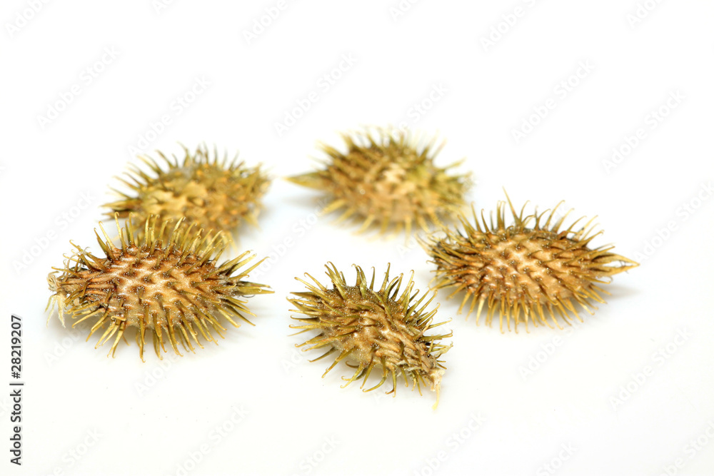 dry xanthium