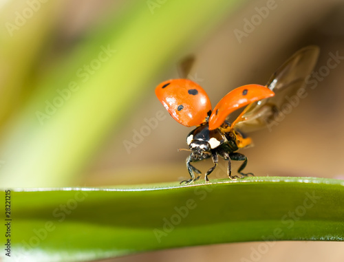 Ready to fly. Closeup of ladybug