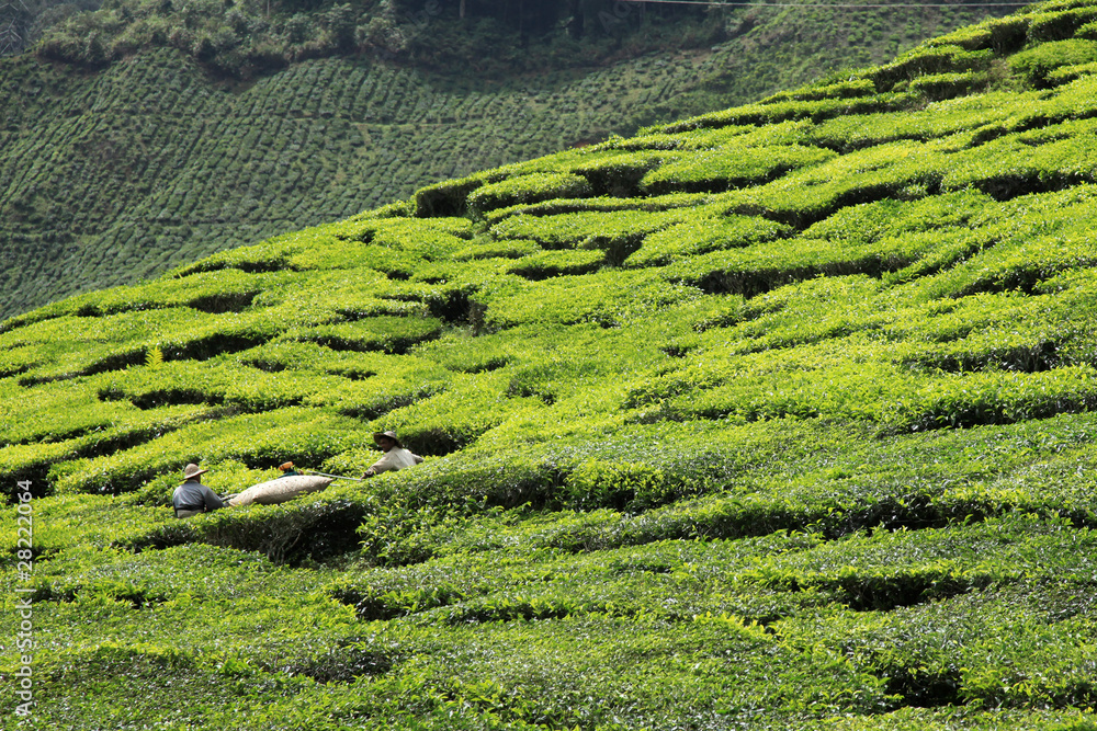 Tea Plantation, Malaysia