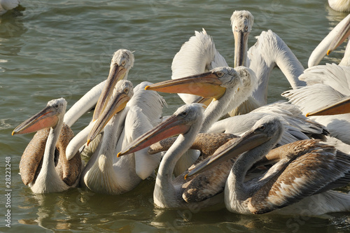 pelicans in lake photo