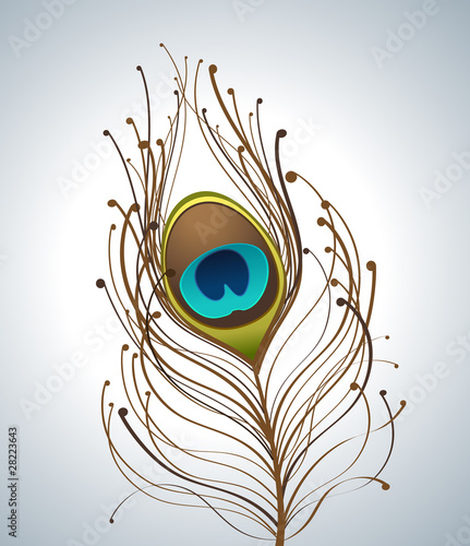 gradient and color peacock feathers