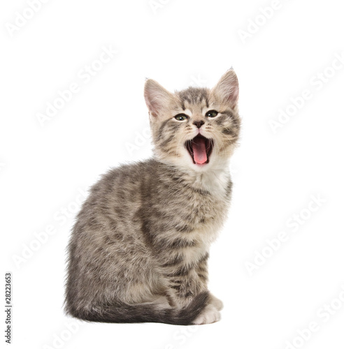 yawning kitten