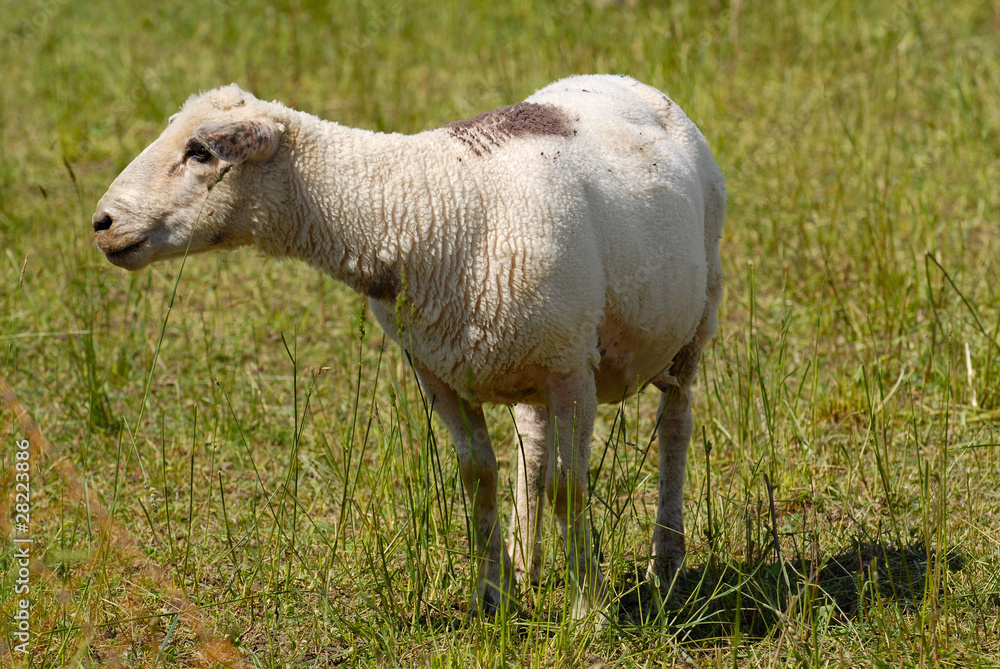 Obraz premium Flock of white swiss sheep standing in a field outdoors