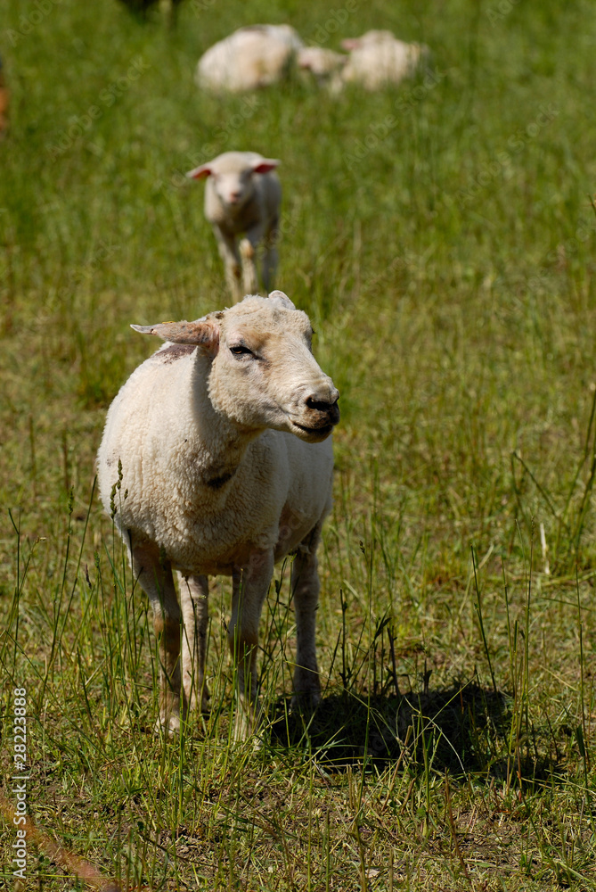 Flock of white swiss sheep standing in a field outdoors Flock of white swiss sheep standing in a field outdoors