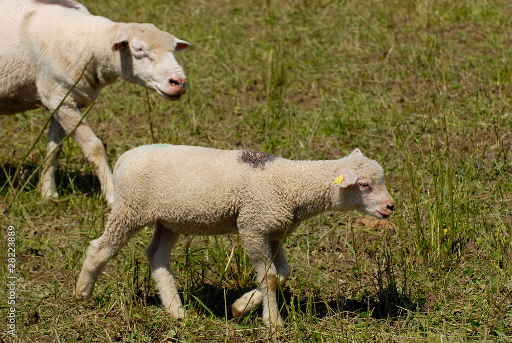 Flock of white swiss sheep standing in a field outdoors