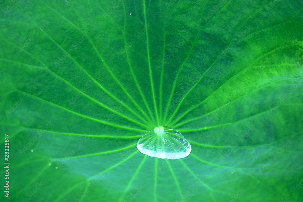 Water drop on leaf Water drop on leaf