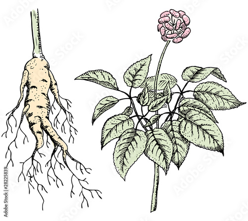 Ginseng (Panax), a medicinal plant. Root, stem, fruit.