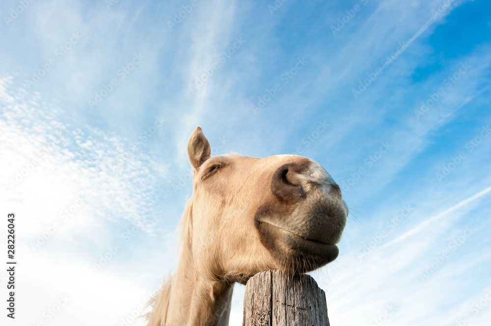 Naklejka premium Dreaming horse