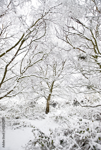 Beautiful winter scene of snow covered trees © Andrew Lever