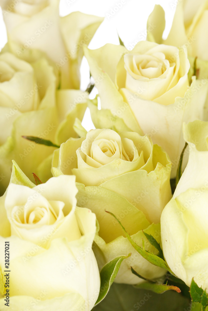 Fototapeta premium beautiful roses