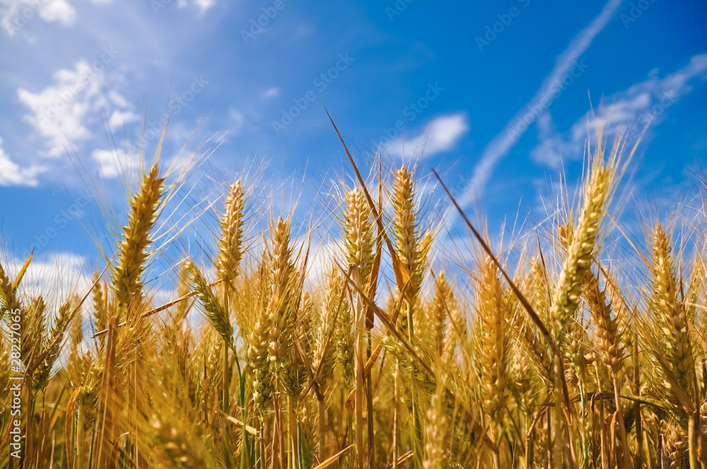 Wheat plant meadow under a blue sky Wheat plant meadow under a blue sky