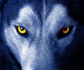 Wandcirkels Wolf Indringende ogen van wilde wolf  © serge-b