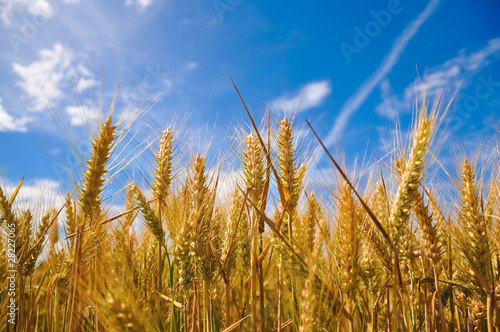 Wheat plant meadow under a blue sky