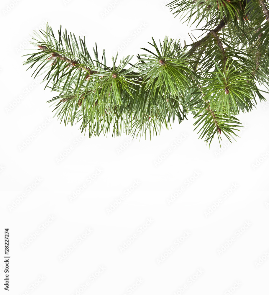 Part of christmas tree Part of christmas tree