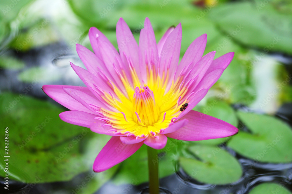 close up of beautiful lotus in a pond close up of beautiful lotus in a pond