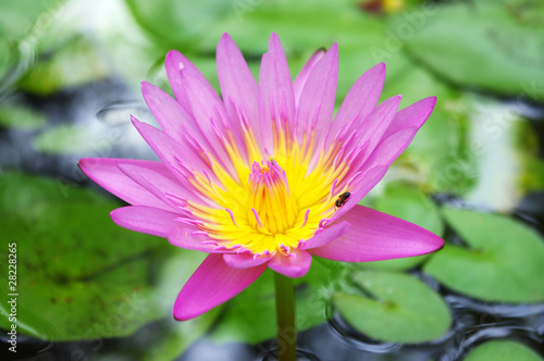 close up of beautiful lotus in a pond