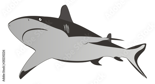 Shark - dangerous sea predator,vector illustration