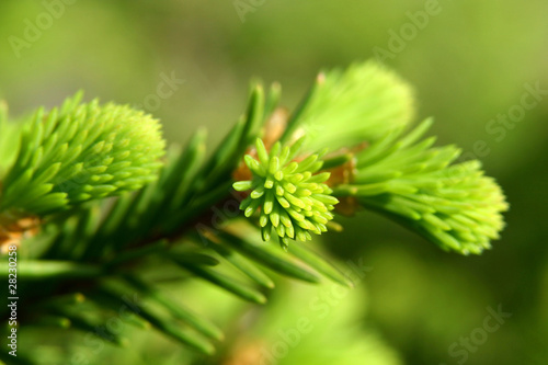 New fir shoots. Focus in the foreground.