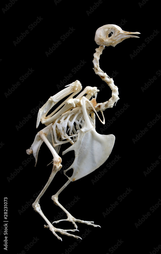 Obraz premium Isolated Rock Pigeon (Columba livia) skeleton