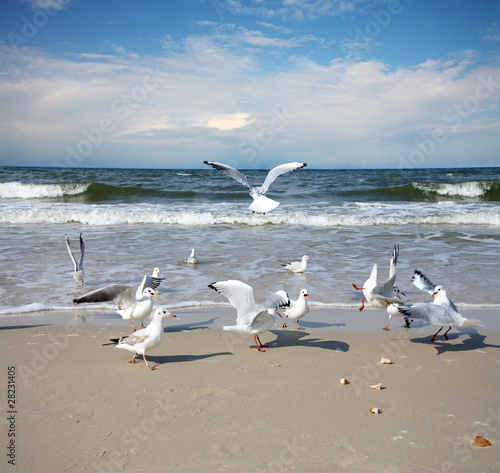 Seagull on the beach