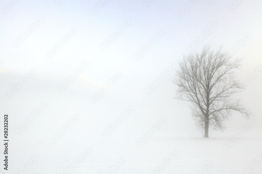 Fototapeta premium albero solitario nella nebbia