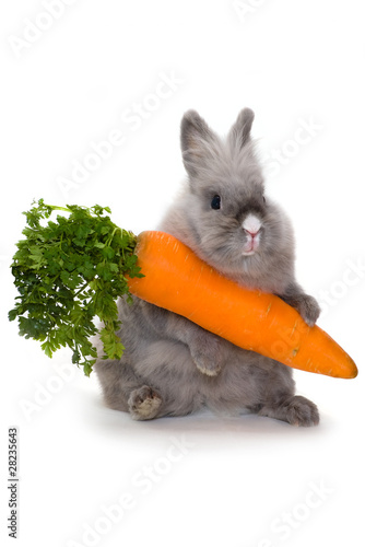 Bunny with a huge carrot
