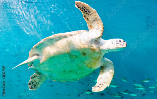 Happy sea turtles