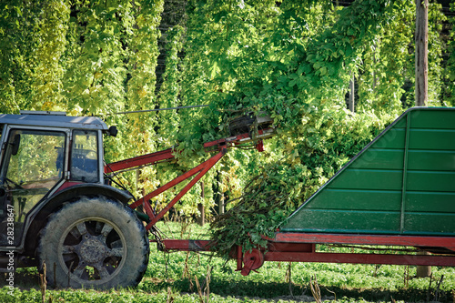 Truck being loaded with Hops in autumn photo