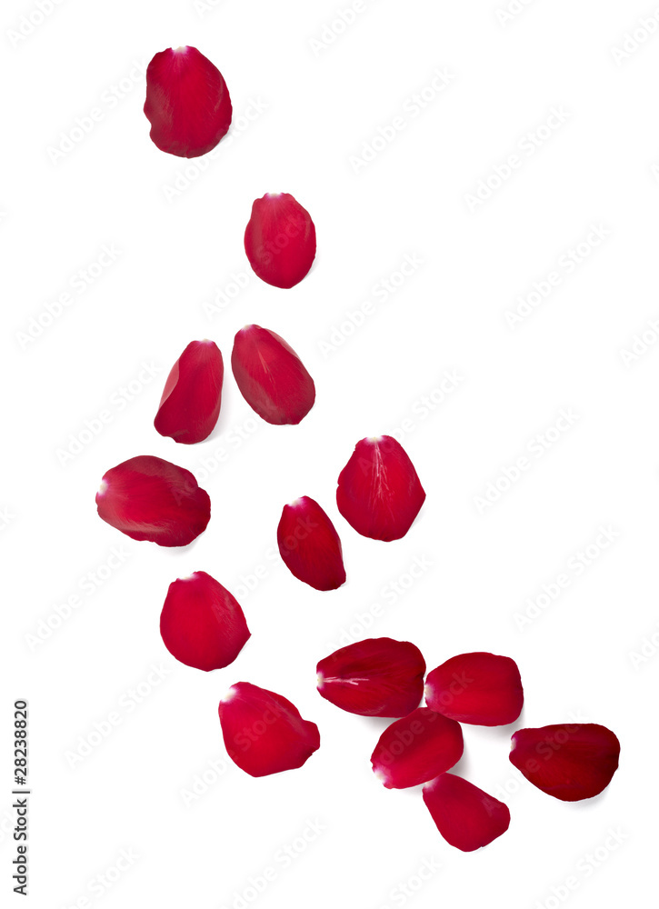 petals rose flower nature love petals rose flower nature love
