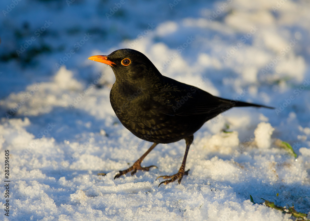 Blackbird in winter Blackbird in winter