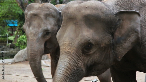 Two Elephants