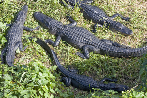 Alligators in the swamp, aerial view, Everglades National Park