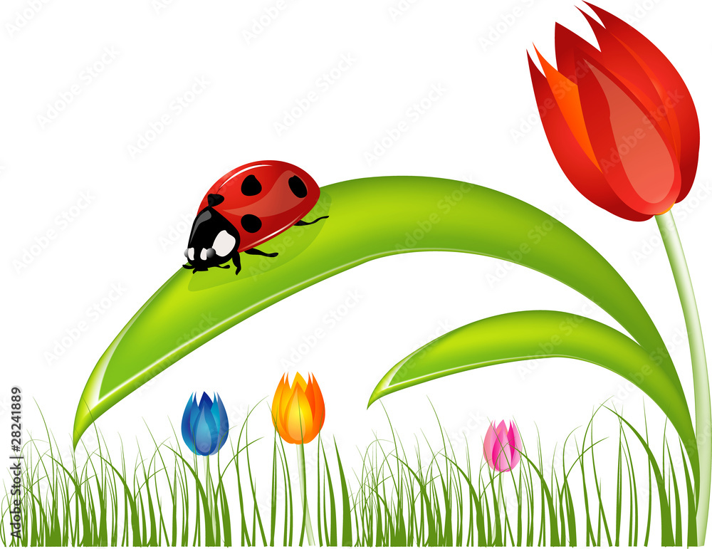 Fototapeta premium Coccinella