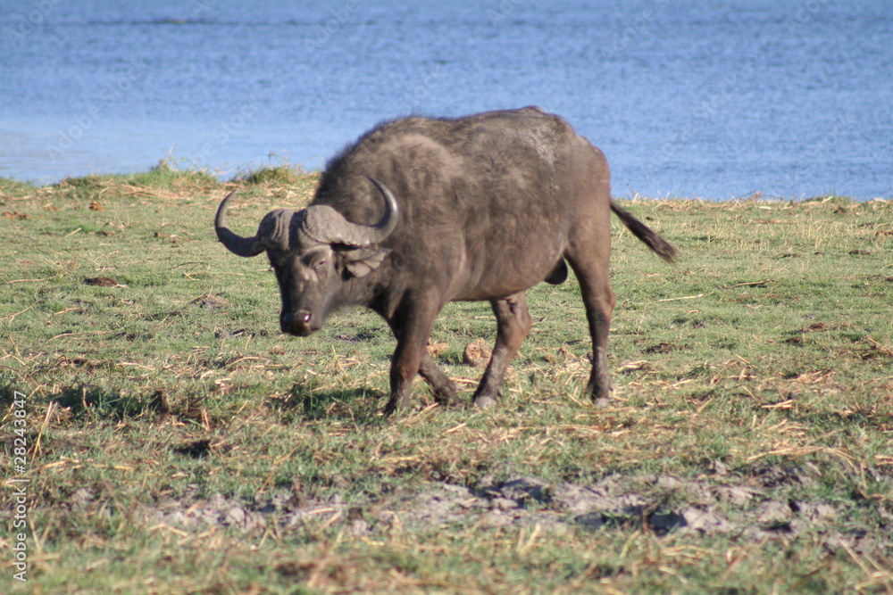 Obraz premium Büffel