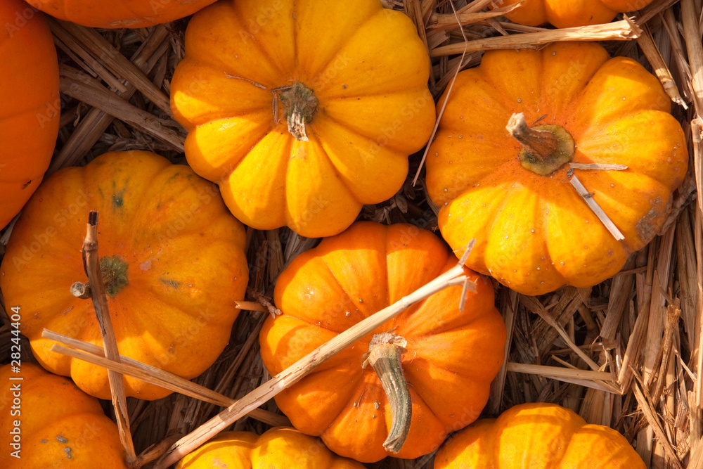 Obraz premium Zierkürbisse in einem Korb bei Tageslicht