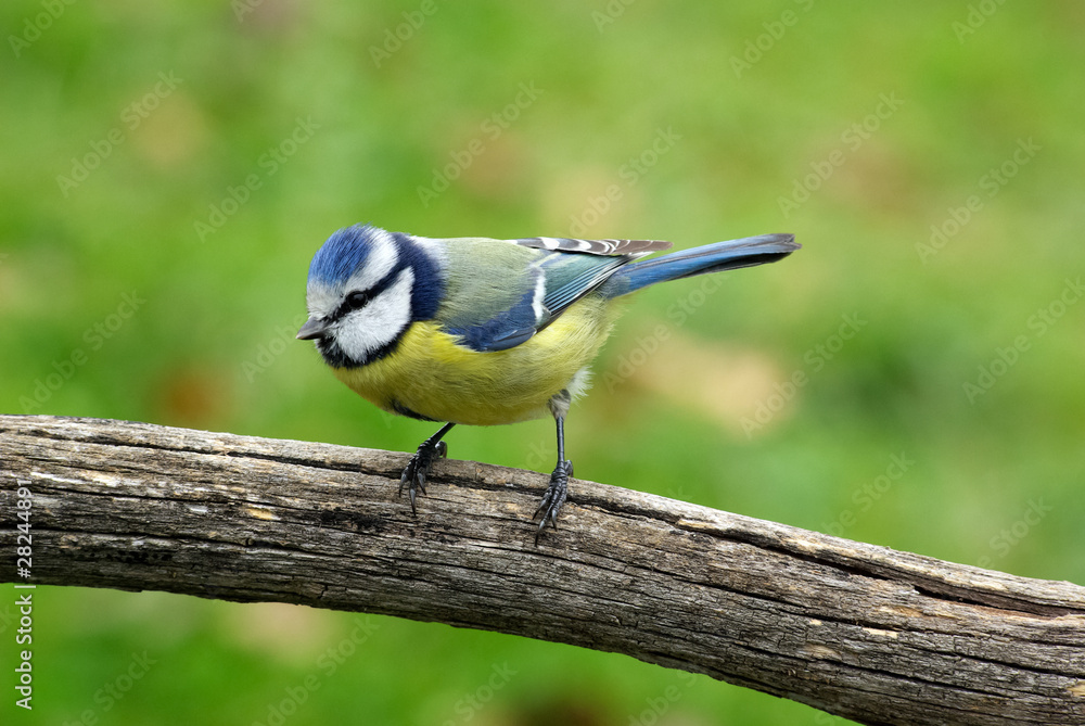 Obraz premium Mésange bleue
