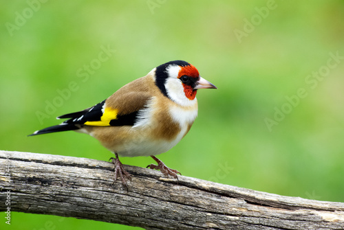 Chardonneret élégant