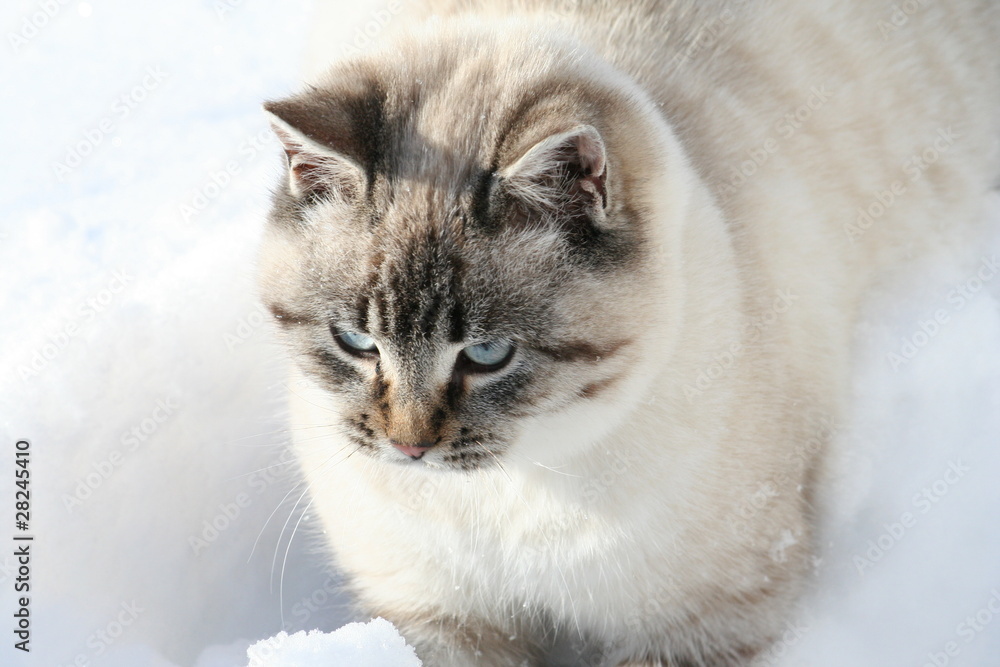 chat au garde a vous chat au garde a vous
