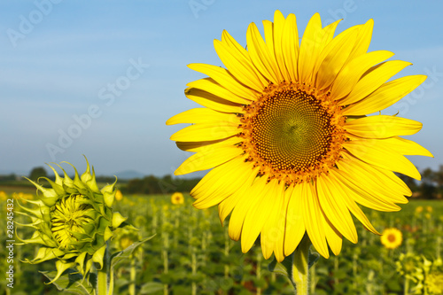 sunflower on field