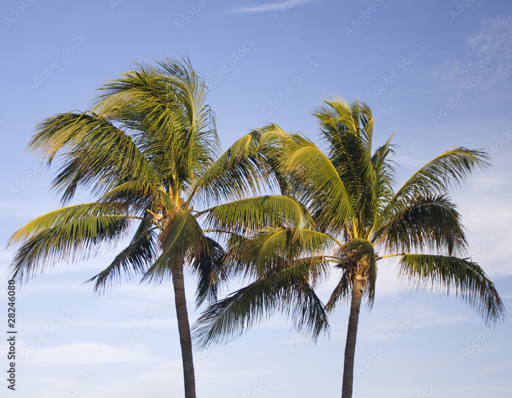 Palms in Mami Beach