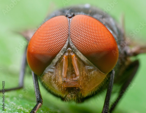 Macro shot of a fly's head.