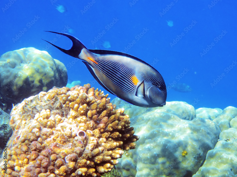 Tropical fish on the coral reef in Red Sea, Egypt