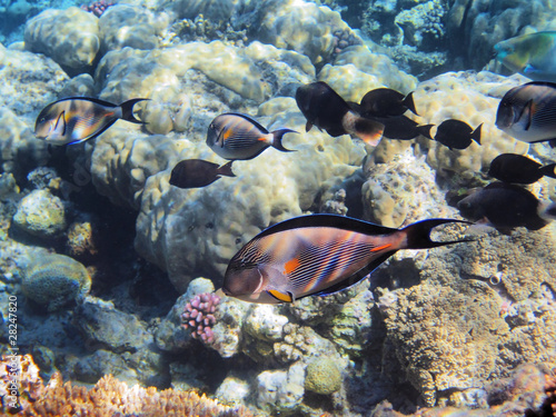Tropical fishes on the coral reef in Red Sea  Egypt