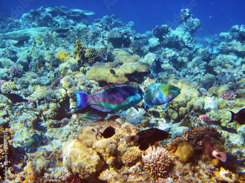 Parrot-fishes on the coral reef in Red Sea, Egypt