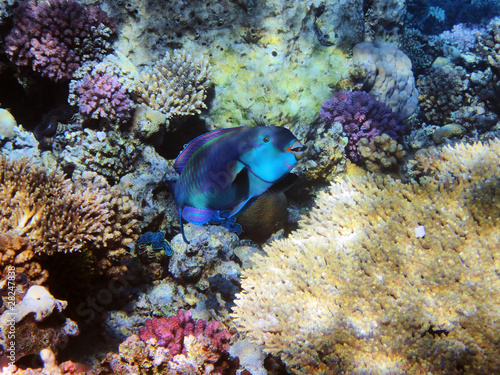 Parrot-fish on the coral reef in Red Sea, Egypt