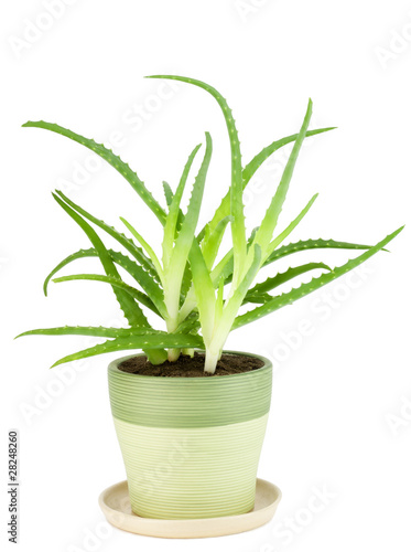 Medicinal indoor plant - "Aloe"