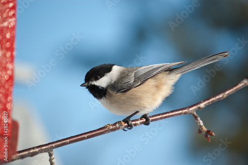 Wallpaper Mural Black-capped Chickadee on a Branch Torontodigital.ca
