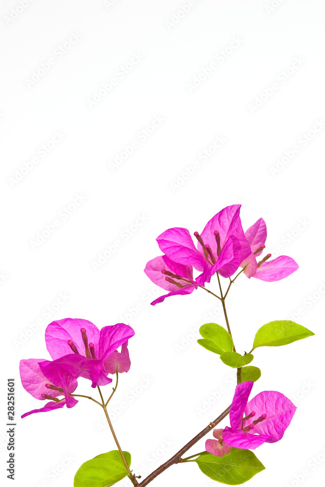 Bougainvillea blossome Bougainvillea blossome