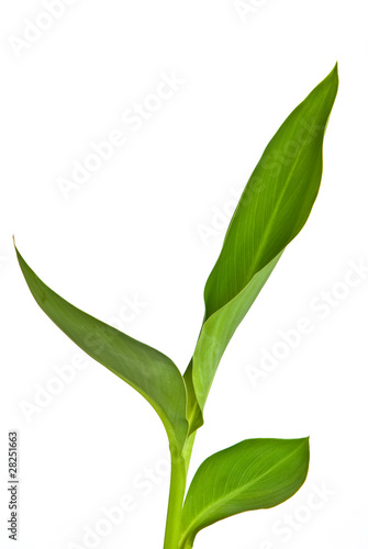 green leaves on the white background