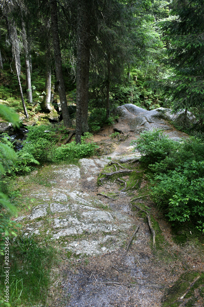 schwarzwald schwarzwald